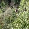 Plants: image 31 Of 208 Thumb